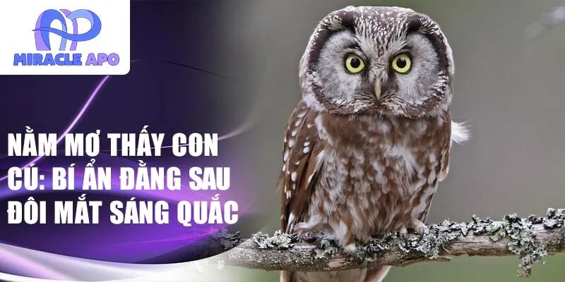 Nằm mơ thấy con cú: bí ẩn đằng sau đôi mắt sáng quắc